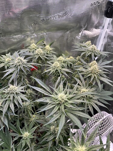 Growreport Bild 3