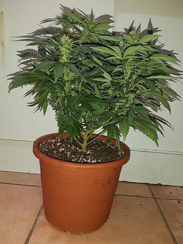 Growreport Bild 4