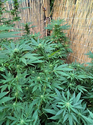 Growreport Bild 7