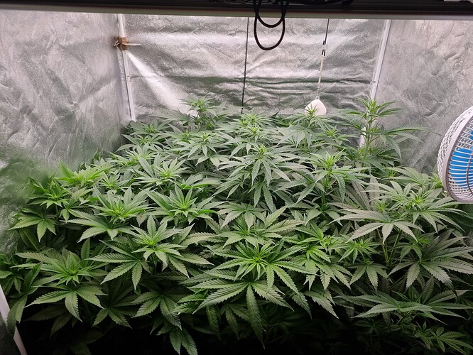 Growreport Bild 35