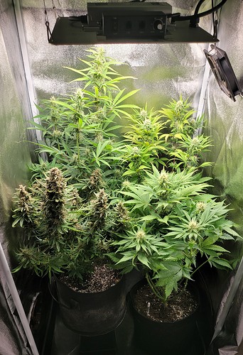 Growreport Bild 7