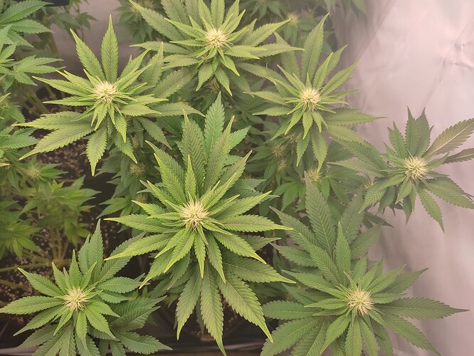 Growreport Bild 23