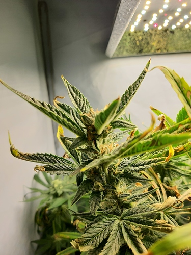 Growreport Bild 2