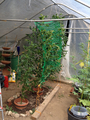 Growreport Bild 1