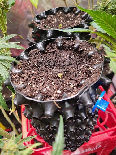 Growreport Bild 29