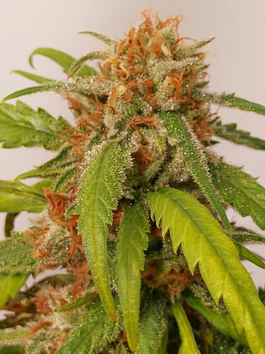 Growreport Bild 5
