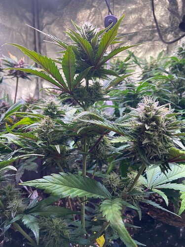 Growreport Bild 2