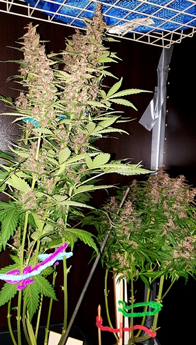 Growreport Bild 10
