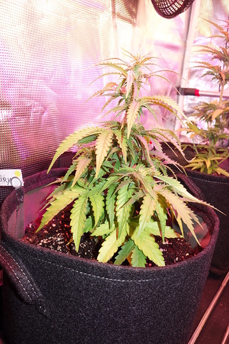 Growreport Bild 33