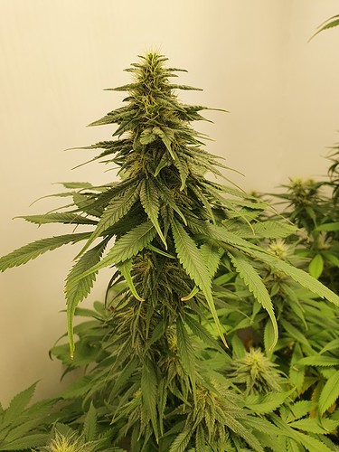 Growreport Bild 15