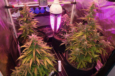 Growreport Bild 12