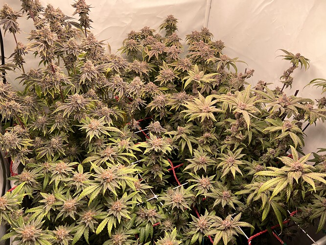 Growreport Bild 10