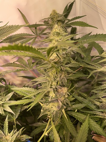 Growreport Bild 7