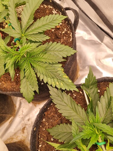 Growreport Bild 65