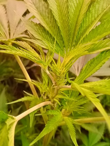 Growreport Bild 22