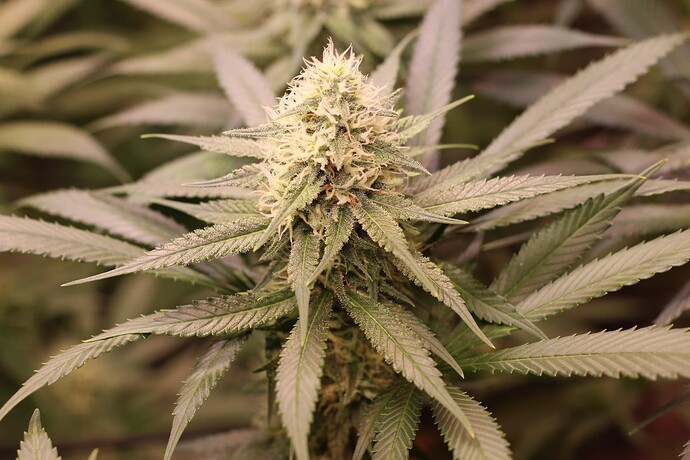 Growreport Bild 3