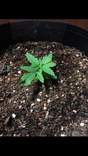 Growreport Bild 7