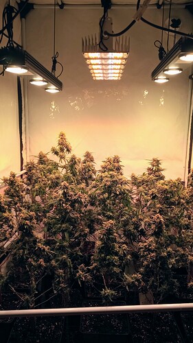 Growreport Bild 47