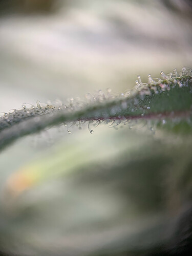 Growreport Bild 3