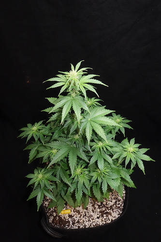 Growreport Bild 38