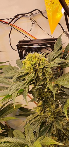 Growreport Bild 1