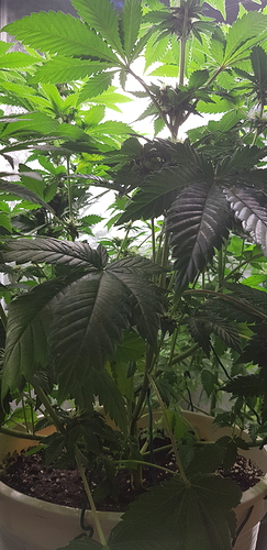 Growreport Bild 3