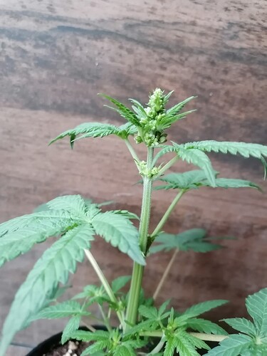 Growreport Bild 4
