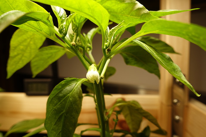 Growreport Bild 4