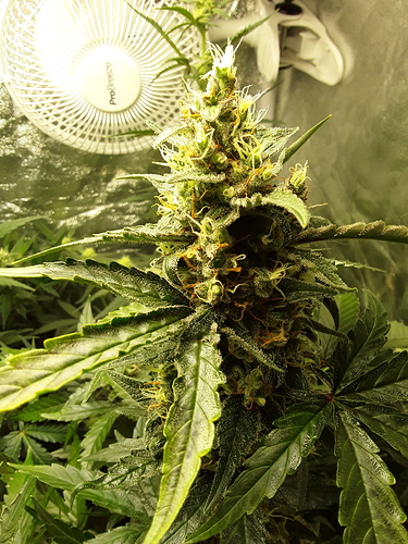 Growreport Bild 1