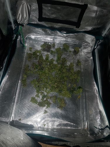 Growreport Bild 6
