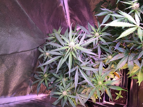 Growreport Bild 5