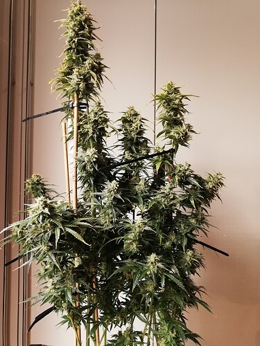 GG#1_240112-2