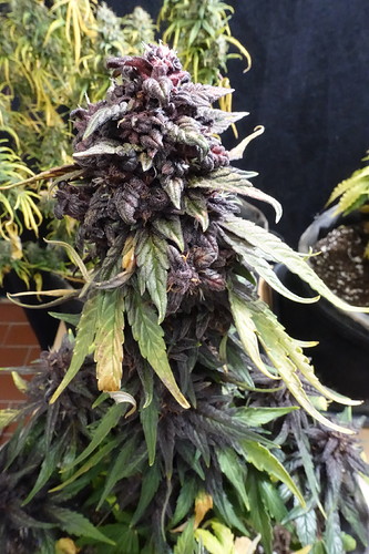 Growreport Bild 1