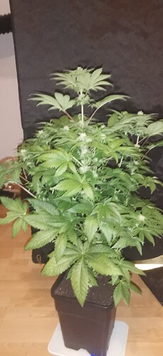 Growreport Bild 13