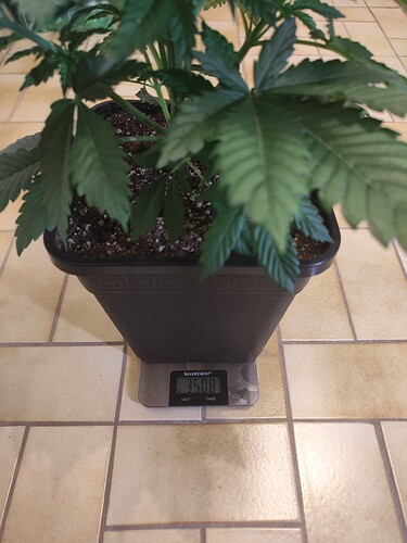 Growreport Bild 9