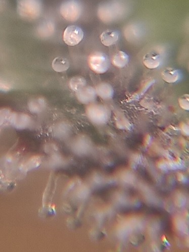 Growreport Bild 6
