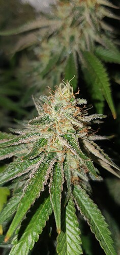Growreport Bild 6