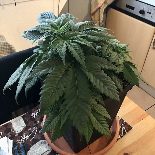 Growreport Bild 6