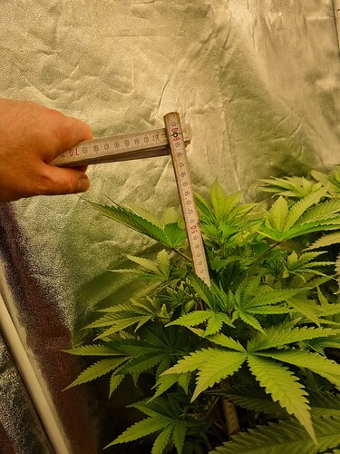 Growreport Bild 27