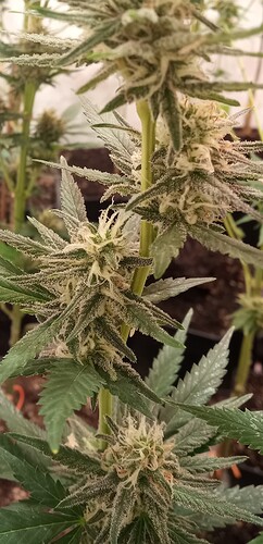 Growreport Bild 21