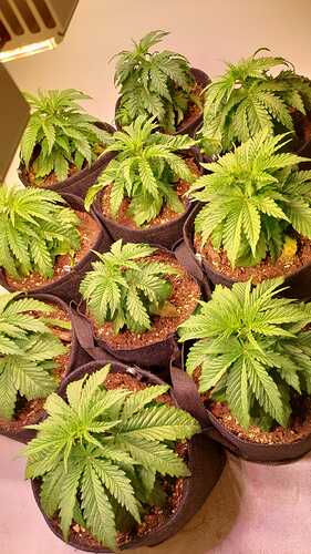 Growreport Bild 6