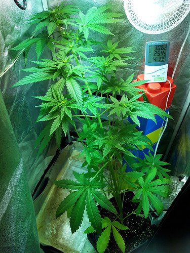 Growreport Bild 9