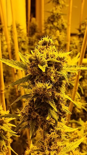 Growreport Bild 4