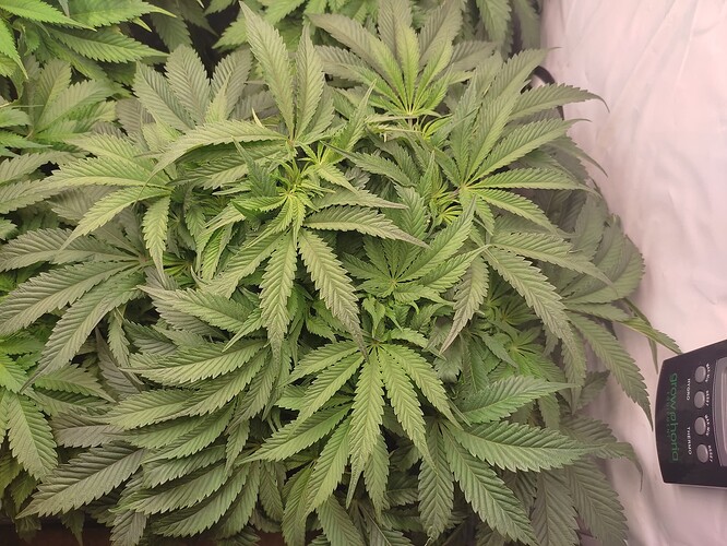 Growreport Bild 20