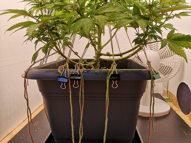 Growreport Bild 4