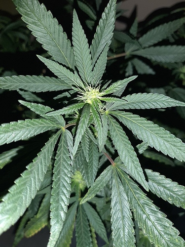Growreport Bild 3