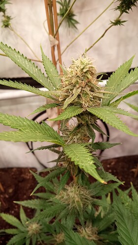Growreport Bild 27