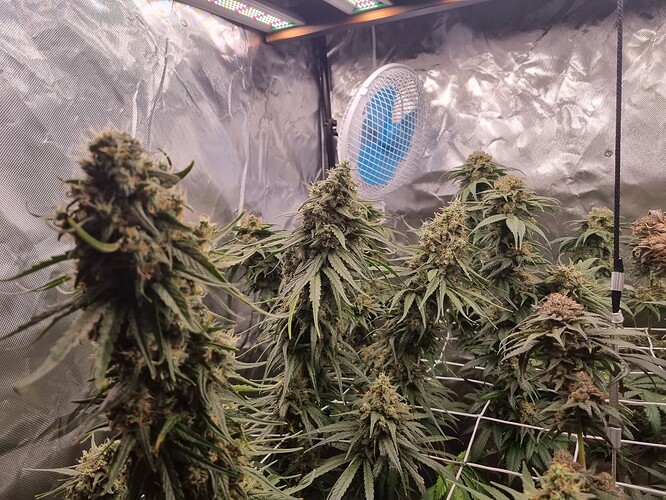 Growreport Bild 6
