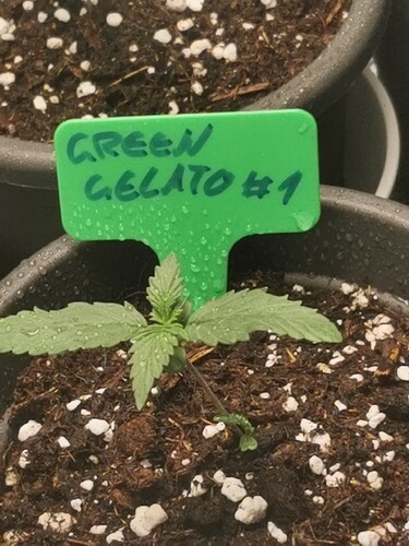 Growreport Bild 6
