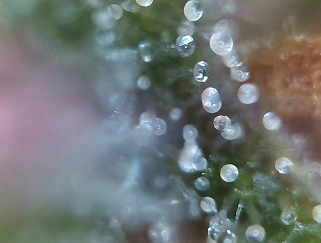 Growreport Bild 28